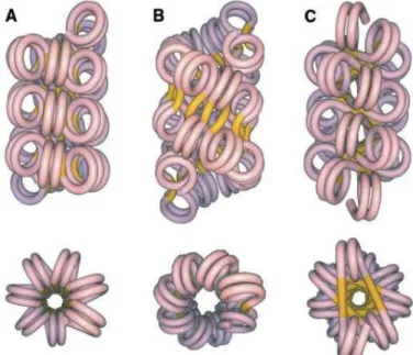Figure  1.3  Proposed  models  for  the  30-nm  fiber  organization.  a)  one-start  solenoidal,  b)  two-start  cross- cross-linked , and c) two-start helical ribbon