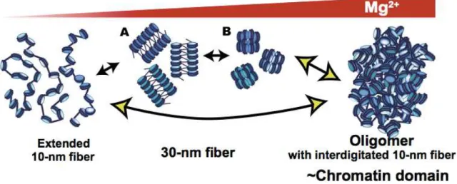 Figure 1.4 Alternative model:  In 1–2 mM Mg 2+ , the nucleosomal array folds into a folded 30-nm chromatin  fiber  structure
