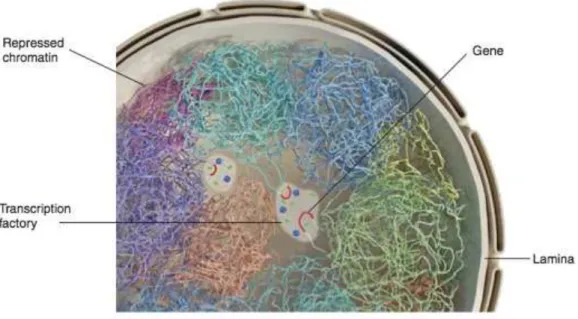 Figure 1.5 Schematic representation of the nucleus, different colors mark separate chromosome territories