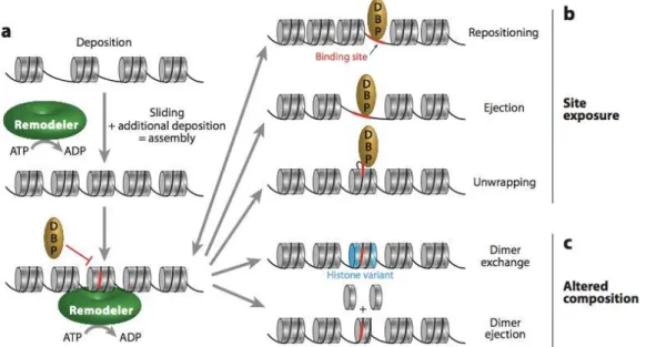 Figure 1.6 Different outcomes of chromatin remodeling. Remodelers can move already incorporated histone  octamers, generating room for additional deposition a) Remodeler activity on a nucleosome array can lead to  separate  outcomes: b)  site  exposure,  w