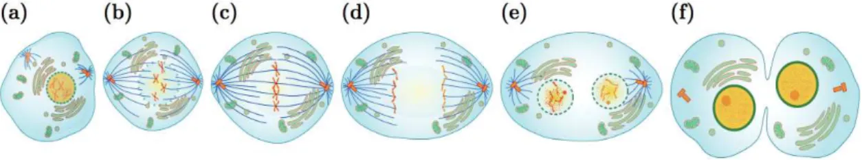 Figure  2.1  Stages  of  mitosis. a)  Prophase:  chromosomes  condense  and  the  nuclear  membrane  disappears