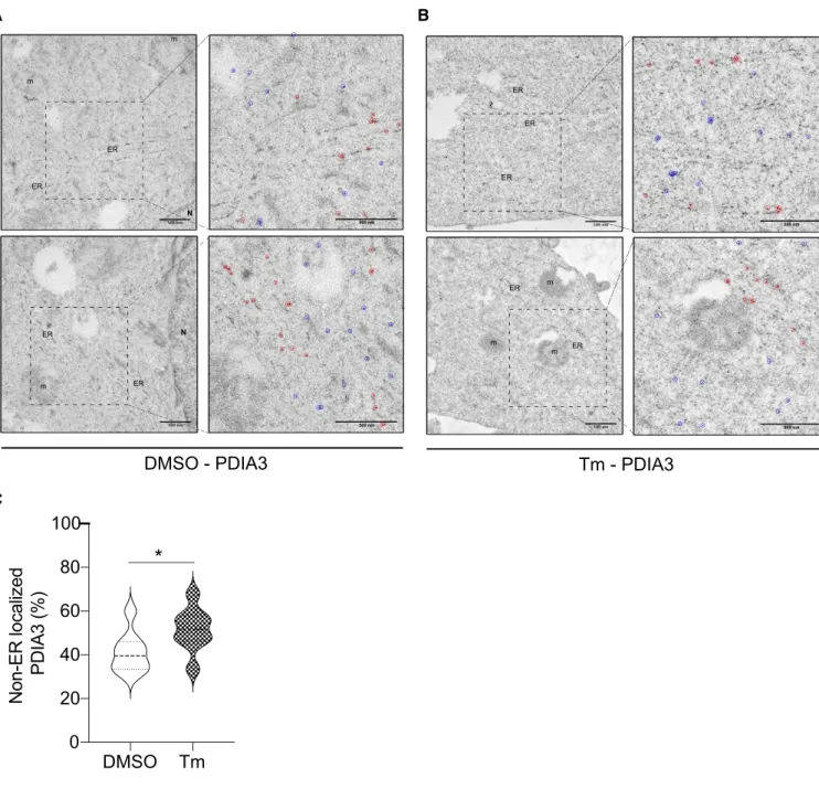 Figure 4 . PDI proteins are redistributed to the cytosol during ER stress.