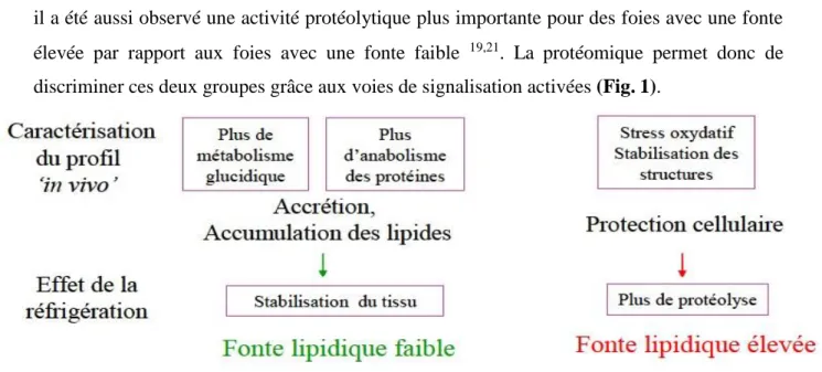 Figure 1.  Proposition de mécanismes à l’origine de la variabilité de la fonte lipidique du  foie gras de canard par des études en protéomique  19 