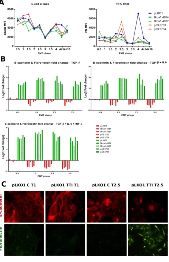 Figure 5. E-cadherin and fibronectin are differentially expressed in MCF10A cells treated with TGF-β  (T), TGF-β and IL-6 (TI) or TGF-β, TNF-α and IL-6 (TTI)