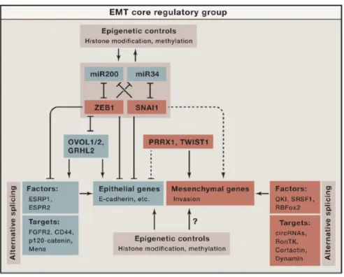 Figure 2. The core regulatory machinery of EMT 
