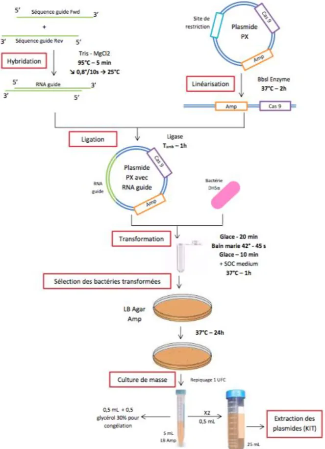 Figure 2 : Protocole de clonage des séquences guides dans un plasmide PX sur un site BbsI