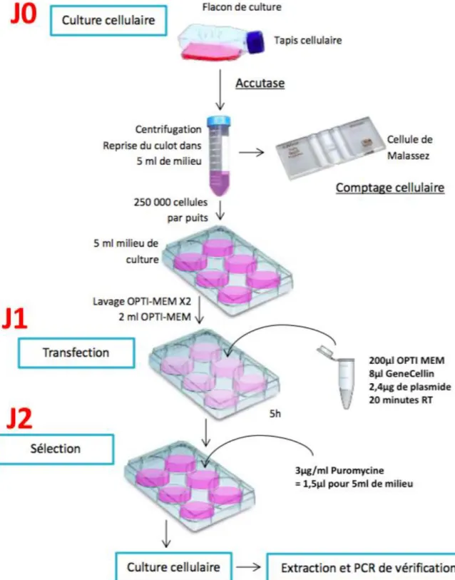 Figure 3 : Protocole de transfection CRISPR-Cas9 des lignées cellulaires 