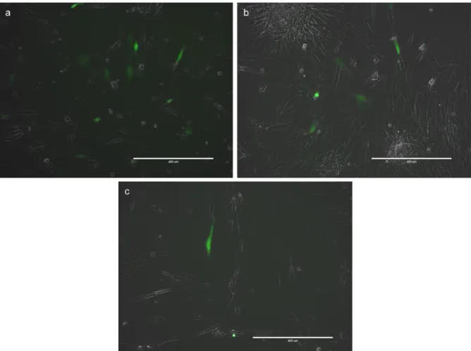 Figure 4 : Images de cellules transfectées avec le guide 1-274-1-8 (a), 14-68-1-8 (b) ou 14-148-1-8 (c) 