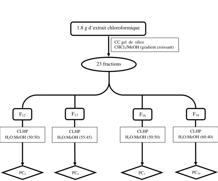 Figure 25 : Schéma de séparation par CC et CLHP de l ’ extrait chloroformique de Phagnalon  sordidum L