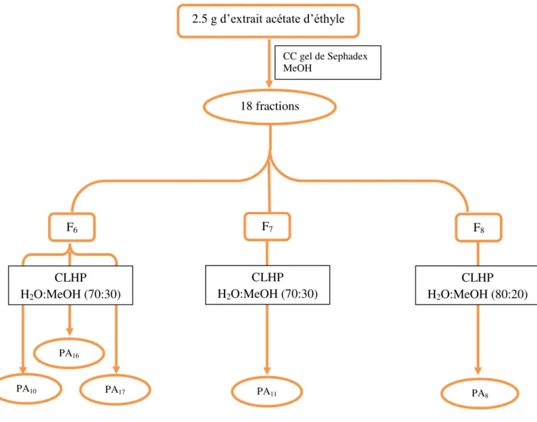 Figure 27 : Schéma de séparation de l ’ extrait acétate d ’ éthyle de Phagnalon sordidum L