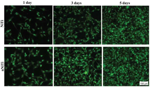 Fig. 7. Live/Dead images of HUVEC cells at 1, 3 and 5 days post-seeding. Green = live cells; 