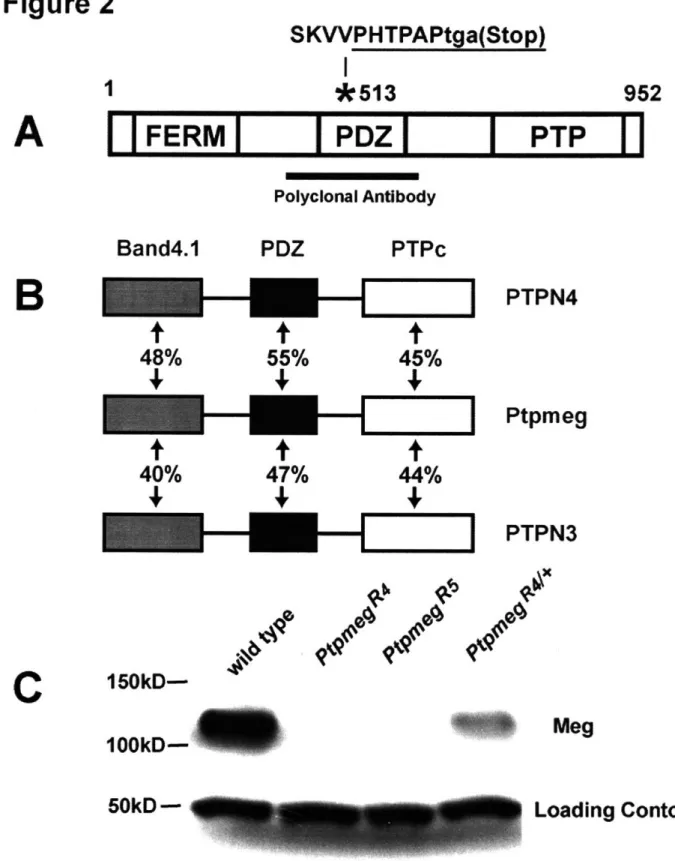 Figure  2 SKVVPHTPAPtga(Stop) I  IFERMI Band4.1 *513 IPolyclonal AntPDZIPolyclonal Antibody PDZ 48%t AV 55%t +t 40%t t 47% +t  150kD- 100kD-PTPN4 PtpmegPTPN3 Meg Loading ContolA952PTPBPTPc45%t44%---I7C---4050kD 