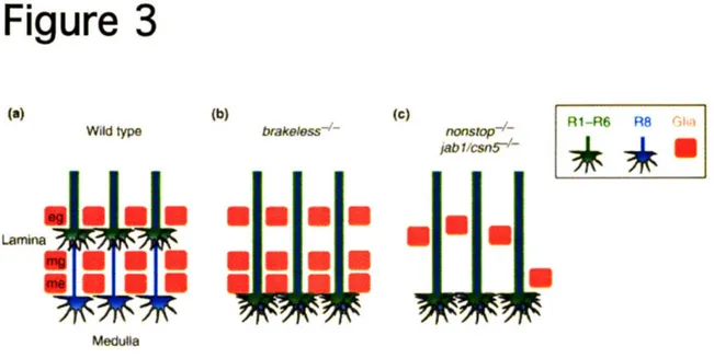 Figure  3 Wild  type USE.  U Lamina U.. brakeless - 1 -UU (C) R1-R6  R8  Ghanonstop-Ujab f/csný5-UUUU Medulla Figure  4