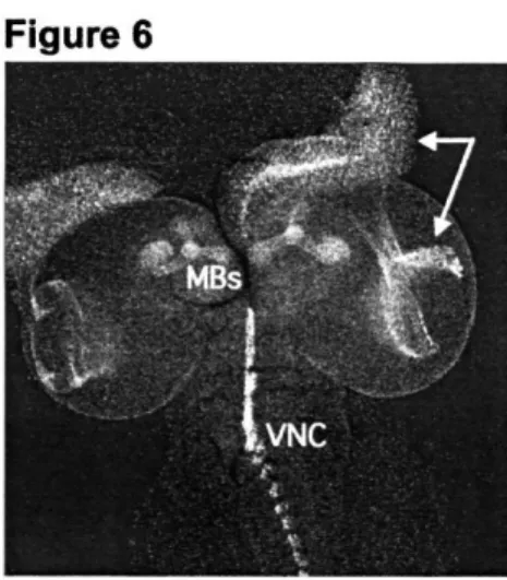 Figure  7 depicts  a simplified  model  of the primary  defect  seen in  the visual system of slit'mutants
