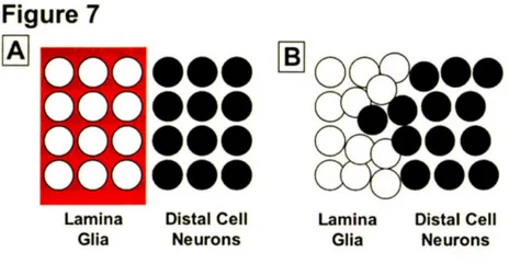 Figure 7 Irn LAN H1 He H H iLamina Glia ***  #O0000  C  00ole  400Distal  CellNeurons