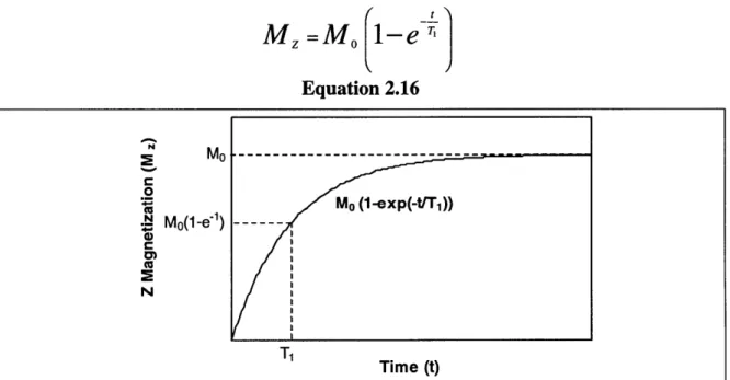 Figure  2.8:  The  spin-spin  relaxation  time  describes  the  rate  at  which magnetization,  the  detectable  component  of  total  magnetization,  decays.