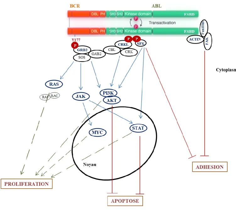 Figure 6 : Aspect général de la signalisation induite par BCR-ABL. Les flèches bleues et vertes :  Signaux d’activation ; lignes rouges signaux inhibiteurs