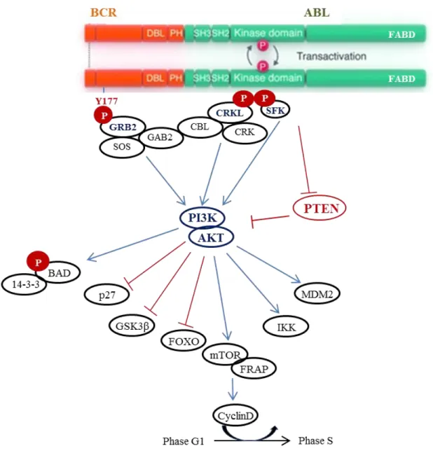 Figure  7 :  Voie  de  signalisation  PI3K/AKT  dans  la  cellule  leucémique.  Les  flèches  bleues :  Signaux  d’activation ; lignes rouges : signaux inhibiteurs