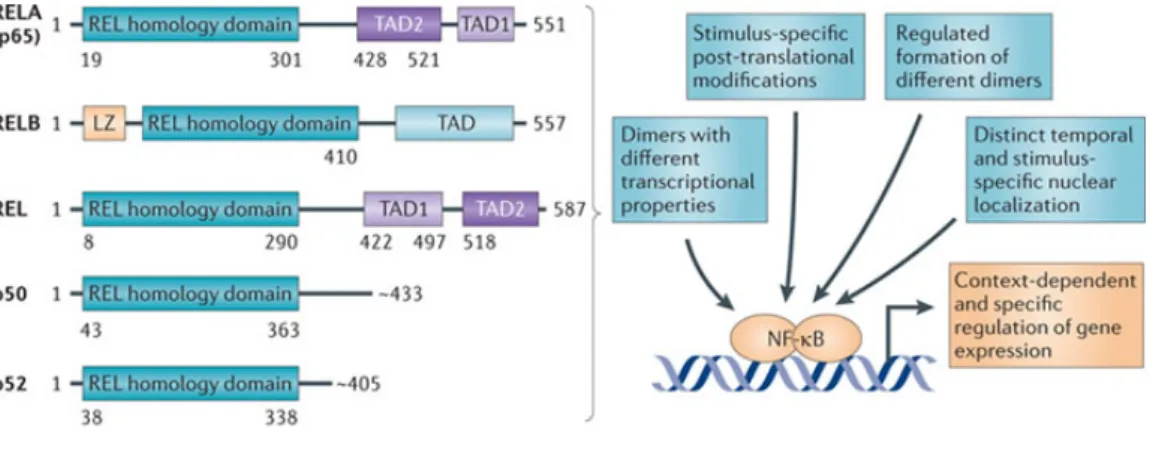 Figure 3.  Structure des sous-unités NF-κB et mécanismes contrôlant la transcription génique [26]