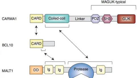 Figure  9.  Structure  moléculaire  et  domaines  d’interaction  de  CARMA1,  BCL10  et  MALT1