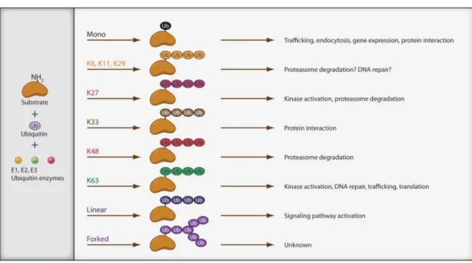 Figure 13. Le type d’ubiquitination définit le devenir du subtrat et résulte en différents types de réponses cellulaires