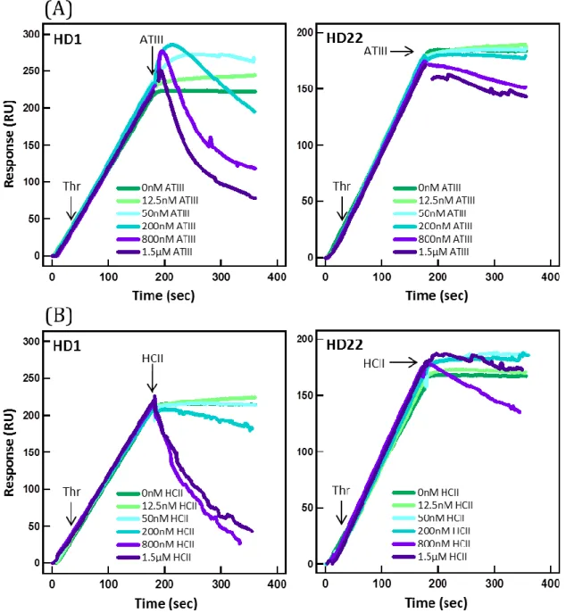 Figure S5: Interaction of thrombin-aptamer complex with inhibitors.  Sensograms of  interaction of increasing concentrations of (A) ATIII and (B) HCII with 12.5 nM thrombin bound  to immobilized HD1 and HD22 aptamers