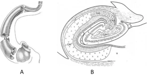 Fig. 1: Anatomie de la structure interne de l'hippocampe (d'après Duvernoy, 1998). (A) La structure interne de l'hippocampe est constituée de deux lames de substance grises enroulées l'une sur l'autre : la corne d'Ammon et le gyrus dentelé