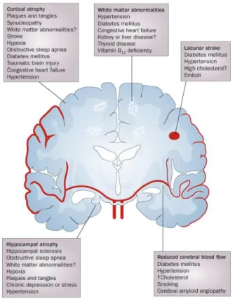 Figure 2. Neuropathological changes linked to cognitive impairment (Source: Fotuhi M, et al