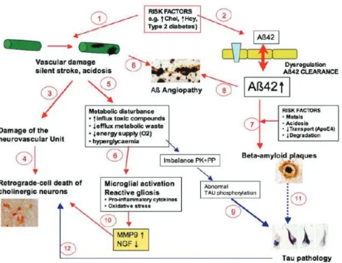 Figure 3.  Proposed pathway leading to Alzheimer disease pathology involving both vascular and neurodegenerative  processes