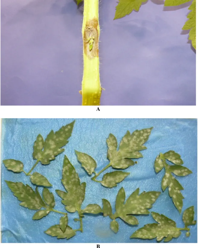 Figure 2. Effect of N nutrition on the susceptibility of tomato to B.cinerea &amp; P.mildew.