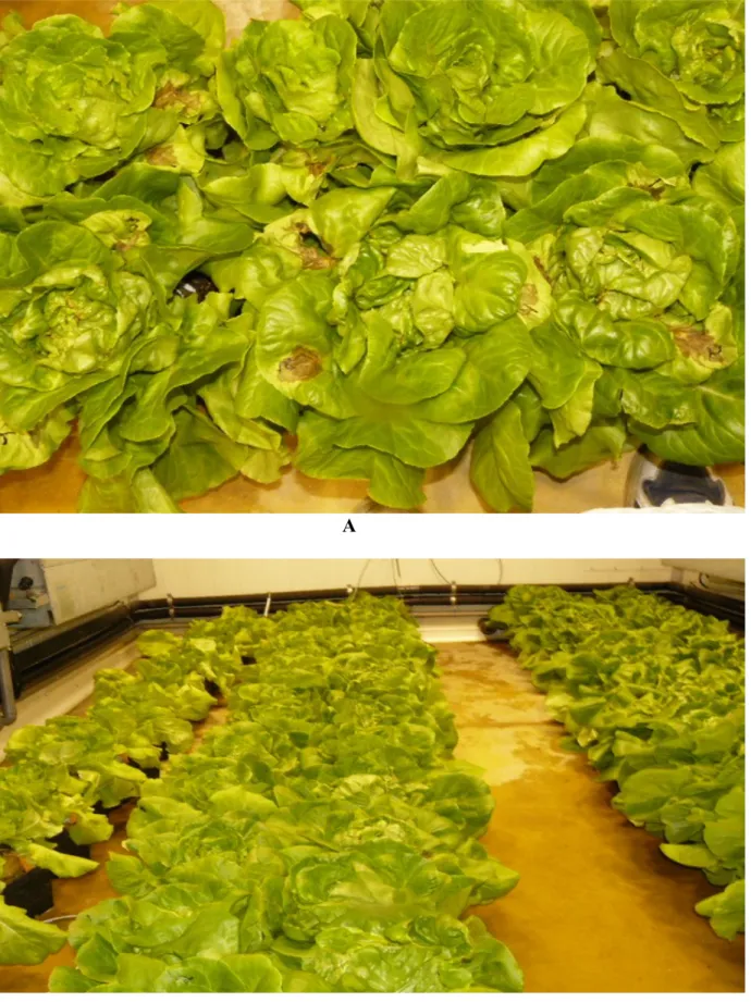 Figure 3. Effect of N nutrition on the susceptibility of Lettuce plants to B.cinerea A: Symptoms of the disease caused by B.cinerea after inoculation