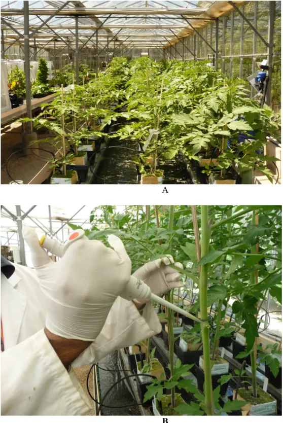 Figure 4. Effect of N fertilization on the susceptibility of tomato plants to B.cinerea A: Tomato Plants showing variation in their height due to different levels of N  applied in the fertigated solution in green house
