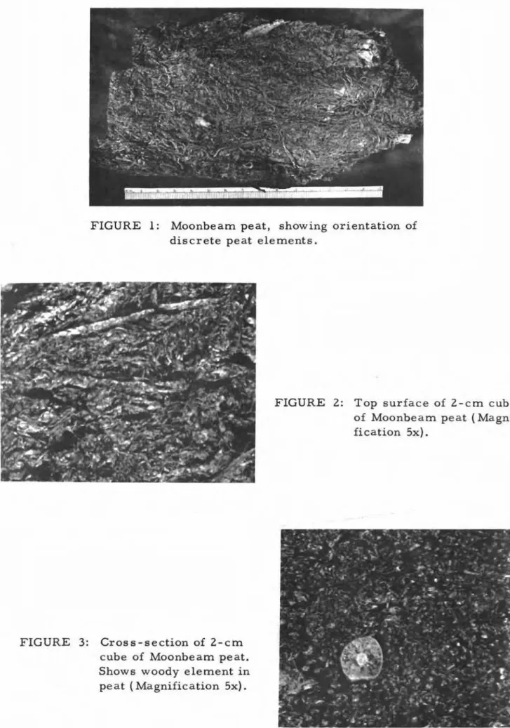 FIGURE 3: Cross-section of 2-cm cube of Moonbeam peat.