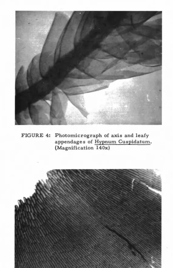 FIGURE 5: Photomicrograph of leaf of Hypnum Cuspidatum showing arrangement of cells. (Magnification 300x)