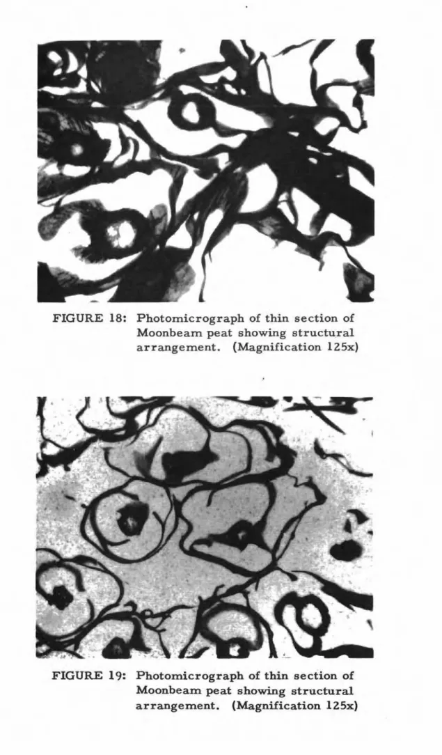 FIGURE 19: Photomicrograph of thin section of Moonbeam peat showing structural arrangement