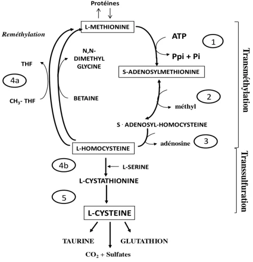 Figure 6 : Métabolisme de la cystéine 