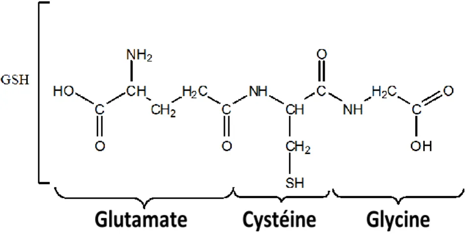 Figure 7 : Structure chimique du glutathion (GSH)  (d’après Bae et al, 1997 [34]) 