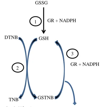Figure 12 : Principe du dosage colorimétrique du glutathion avec recyclage enzymatique  DTNB : acide 5,5’-dithio-bis -2-nitrobenzoïque ; TNB : acide 5-thio-2-nitrobenzoïque : GSSG :  glutathion sous forme oxydée ; GSH : glutathion sous forme réduite ; GR :
