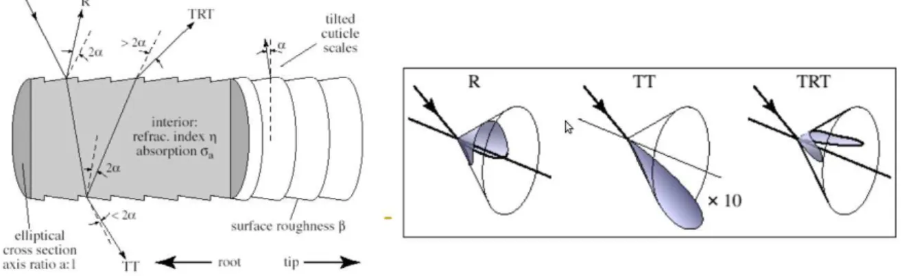 Figure 1.10: Light scattering measurement of hair fibers [MJC + 03]. Two specular peaks ob- ob-served: surface reflection, light passes through the interior of the fiber.