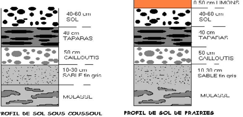 Figure 2 : Les deux types de sol présents en Crau ( Martial, 1994) 