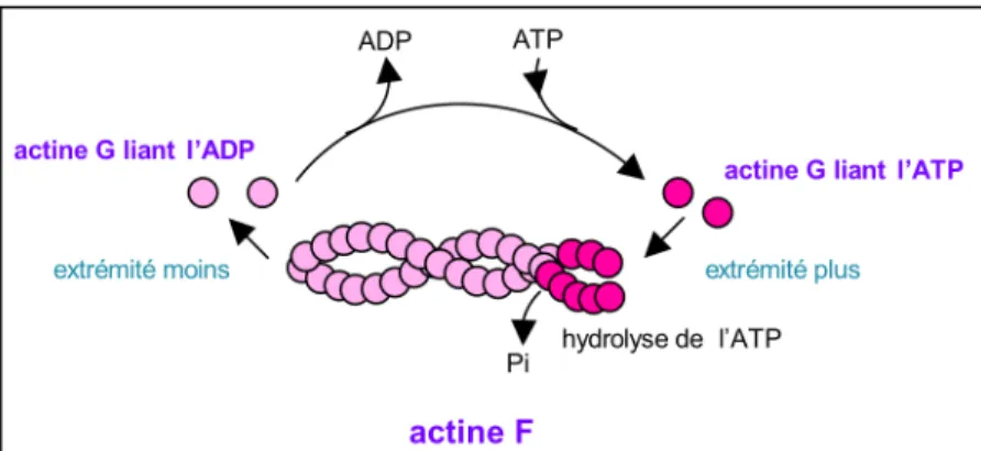 Figure 8 : Les microfilaments d’actine. Comme les microtubules, ils nécessitent un nucleotide, en l’occurrence  de  l’ATP,  pour  polymériser