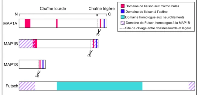 Figure  10 :  Les  MAPs  de  Type  I.  Chez  les  mammifères,  il  existe  3  MAPs  de  Type  I  (MAP1A,  MAP1B  et  MAP1S),  toutes  trois  sont  clivées  en  une  chaîne  lourde  et  une  chaîne  légère