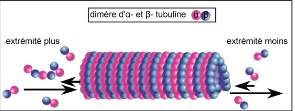 Figure 2 : Les microtubules sont des polymères polarisés. Ils présentent une extrémité plus où l’incorporation de  tubuline est favorisée et une extrémité moins où la perte de Tubuline est plus importante