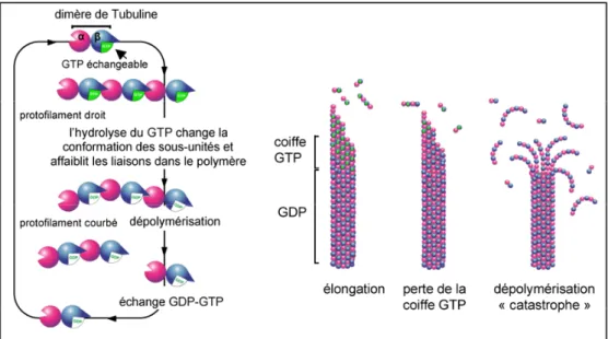 Figure 4 : La coiffe GTP. La présence de GTP rend le microtubule plus stable, car l’hydrolyse du GTP en GDP  change la conformation du microtubule et le fragilise