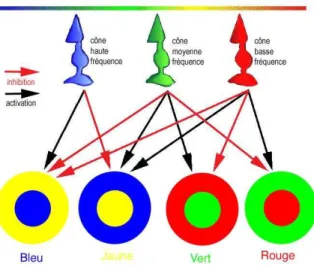 Fig. 3.1  Oppositions Rouge/Vert et Jaune/Bleu