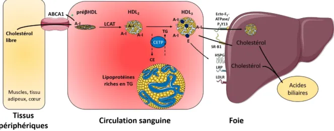 Figure 5 – Transport inverse du cholestérol (inspiré de Feingold and Grunfeld, 2000). 