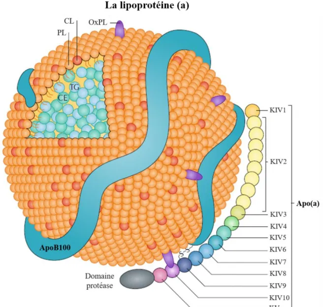 Figure  8  –  Représentation  schématique  de  la  lipoprotéine  (a)  (adaptée  de  Boffa  and  Koschinsky, 2019)