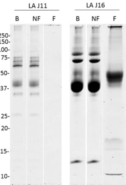 Figure 5 : Profils  protéiques  (SDS-PAGE)  des  fractions brutes (B), non fixées (NF) et fixées (F) issues de la  purification des HBP du LA à J11  et à J16  (10  µg de protéines/puits maximum)