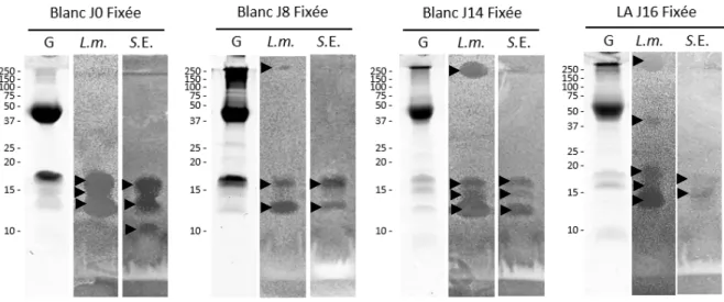 Figure 7 :  Activité  anti-Listeria monocytogenes  et anti-Salmonella  enterica  Enteritidis des fractions fixées à  l’héparine du blanc d’œuf    à J0, J8 et J14,  et  du LA à   J16, après purification des HBP par chromatographie  d’affinité à l’héparine-s