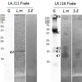 Figure 8 : Bandes découpées pour les identifications des HBP du LA à J11 et J16 responsables des activités anti- anti-Listeria monocytogenes (L.m.) et anti-Salmonella enterica Enteritidis